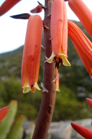 Kumara plicatilis flower tips